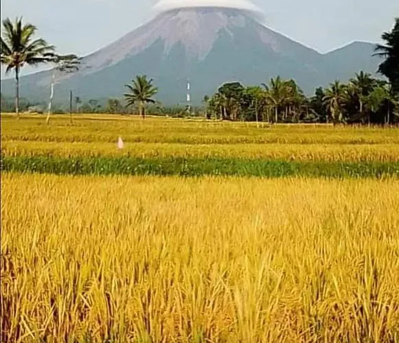 Jero Tumbuk Bamboo House Selat